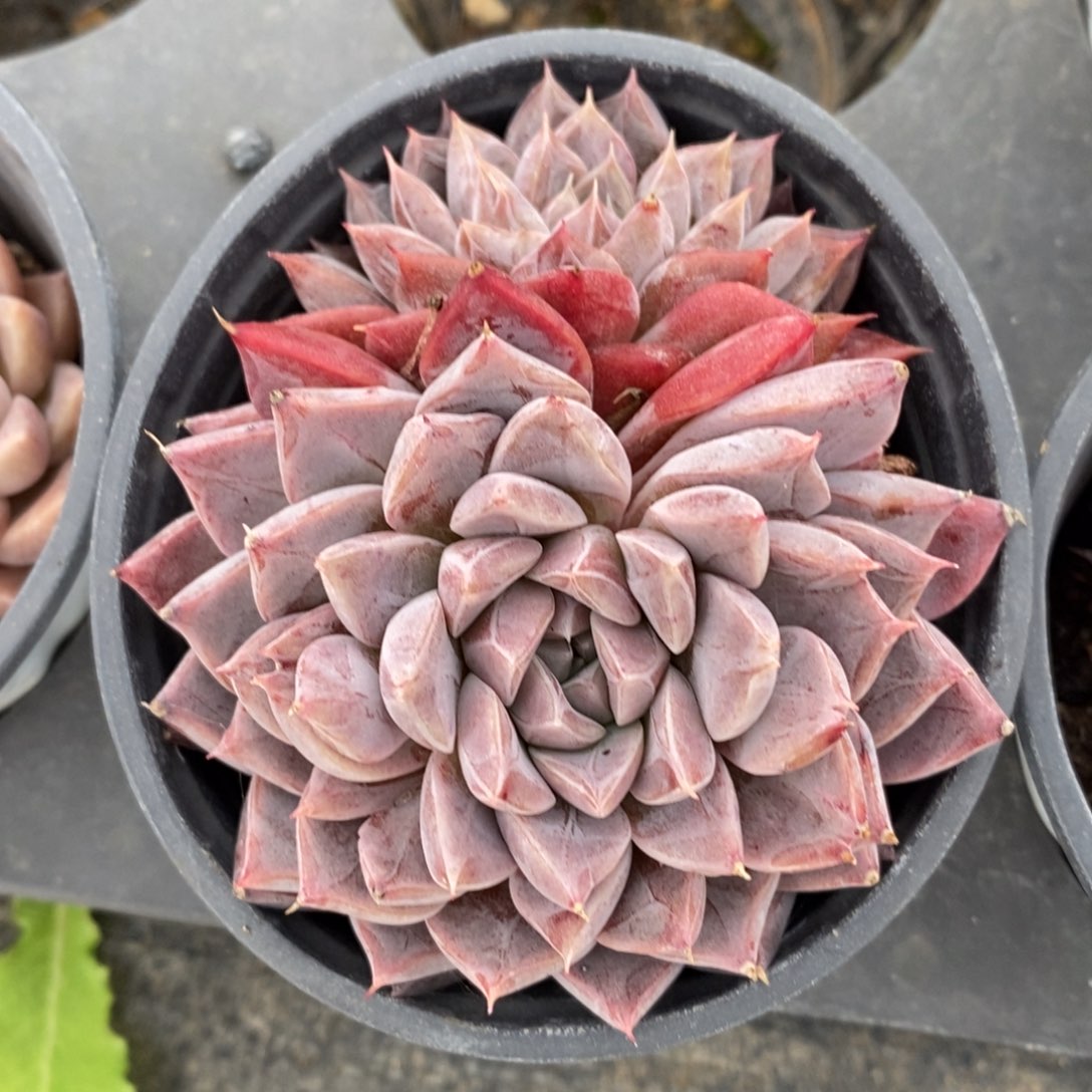 自助下单一物一拍多肉植物_可寄养