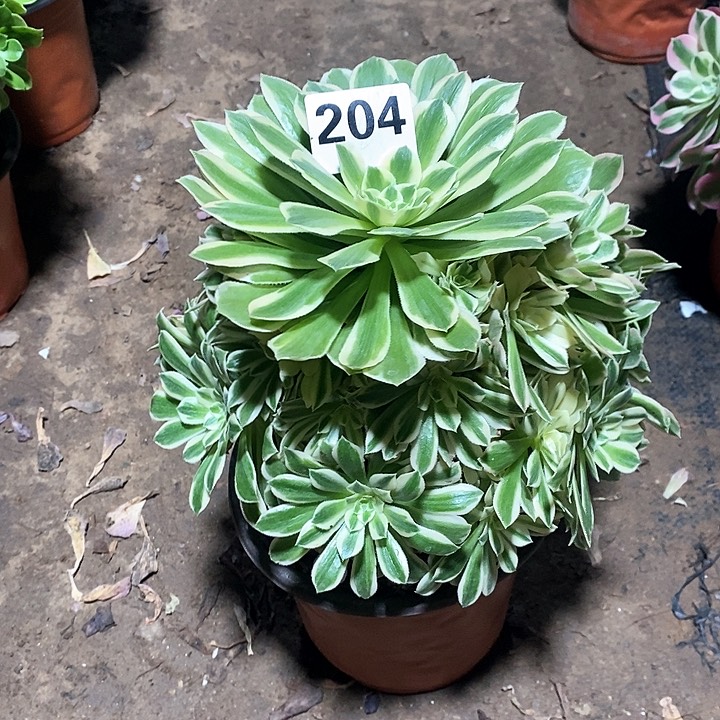 法师植物一物一拍204