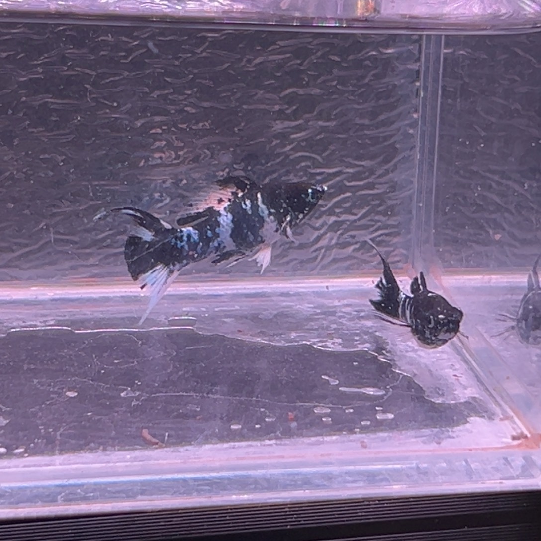 孔雀鱼玛丽鱼两条
