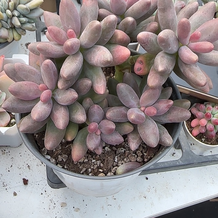 青蛙王子儿童牙膏青蛙