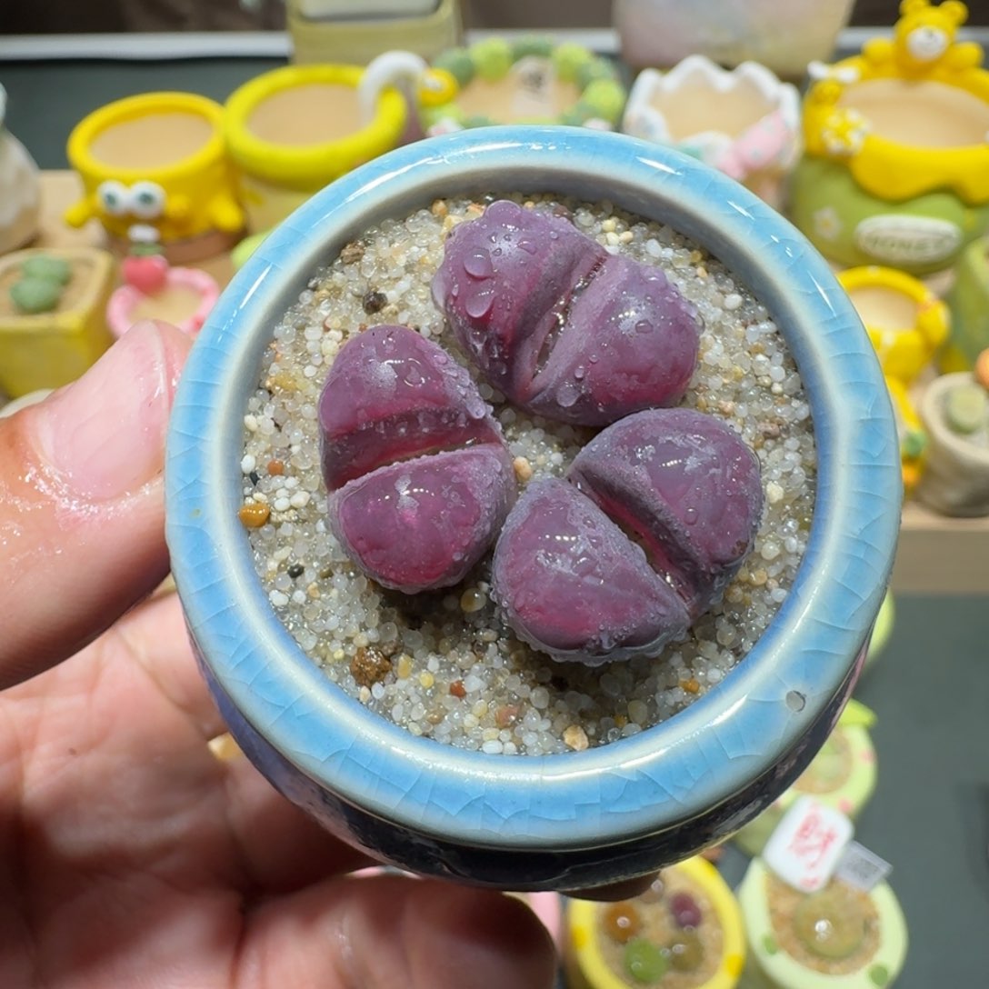 红陶蘑菇350红大内