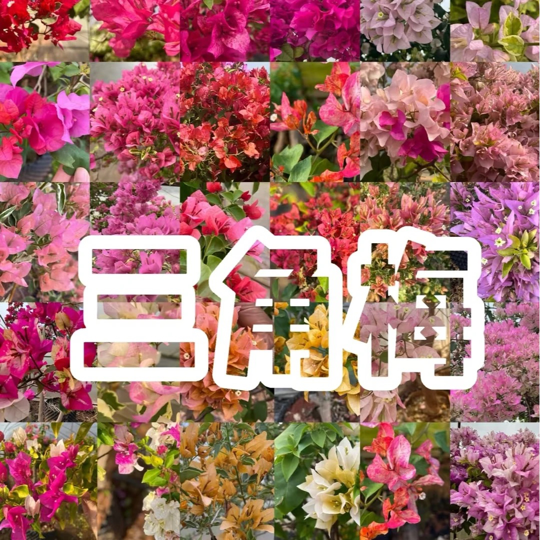 嫁接老桩包对版随机一颗