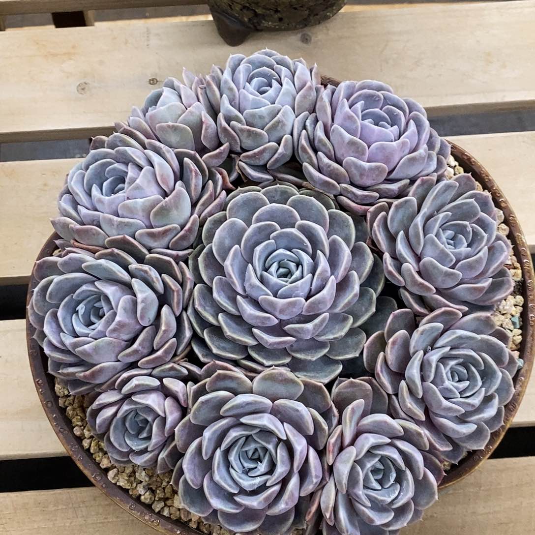 汉堡完美捧花，1234564997