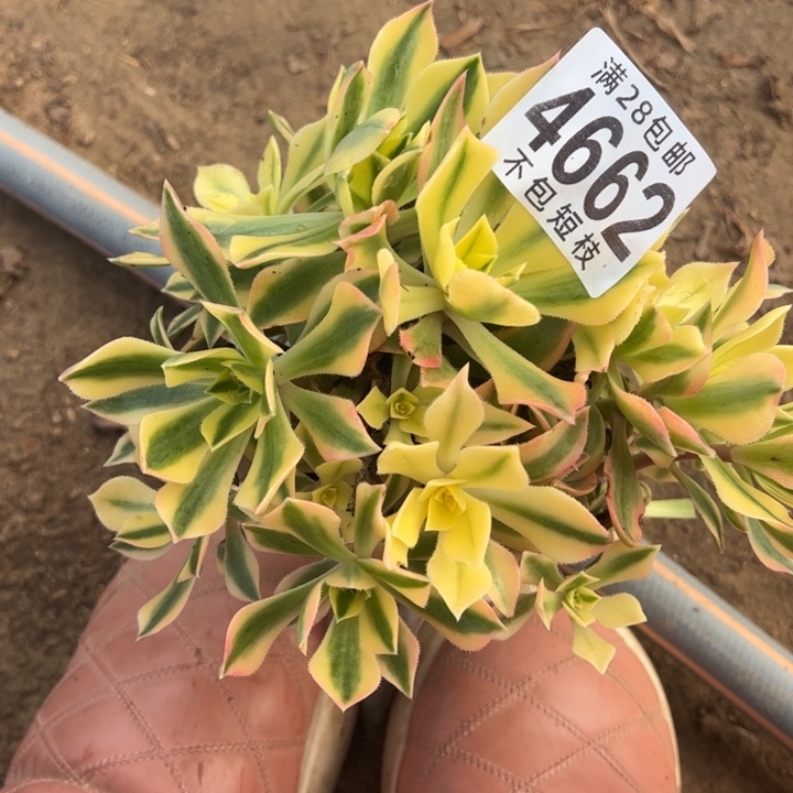 枫叶多肉植物法师4662