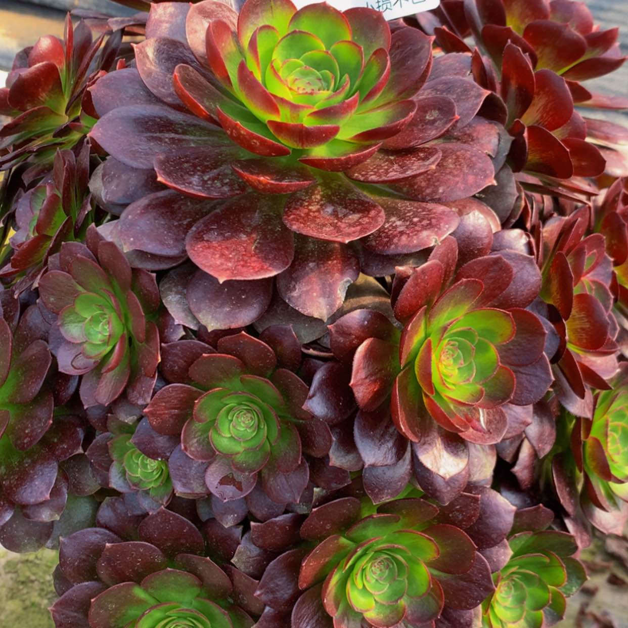 【闪购商品】天**财198炽焰连带土球多肉