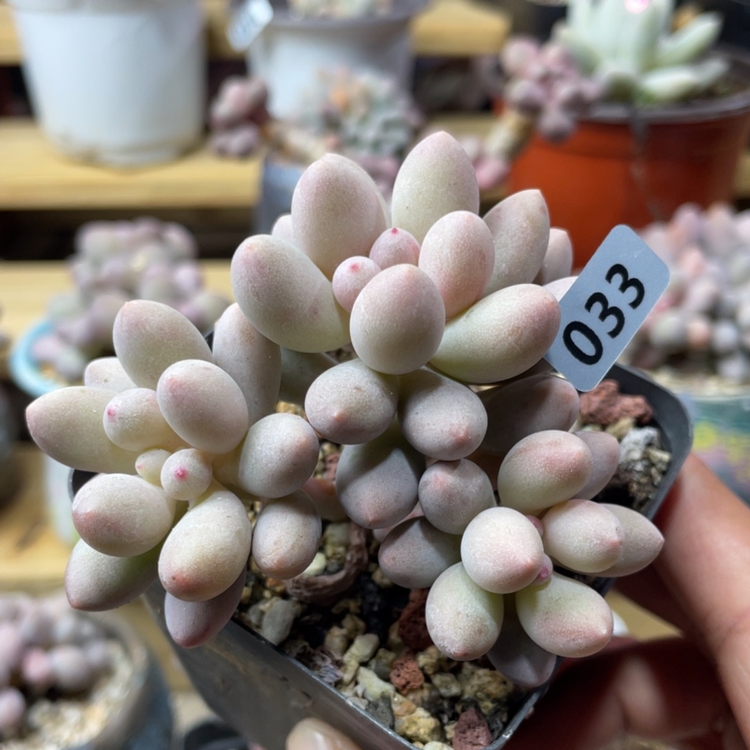 仙子奶酪多肉植物