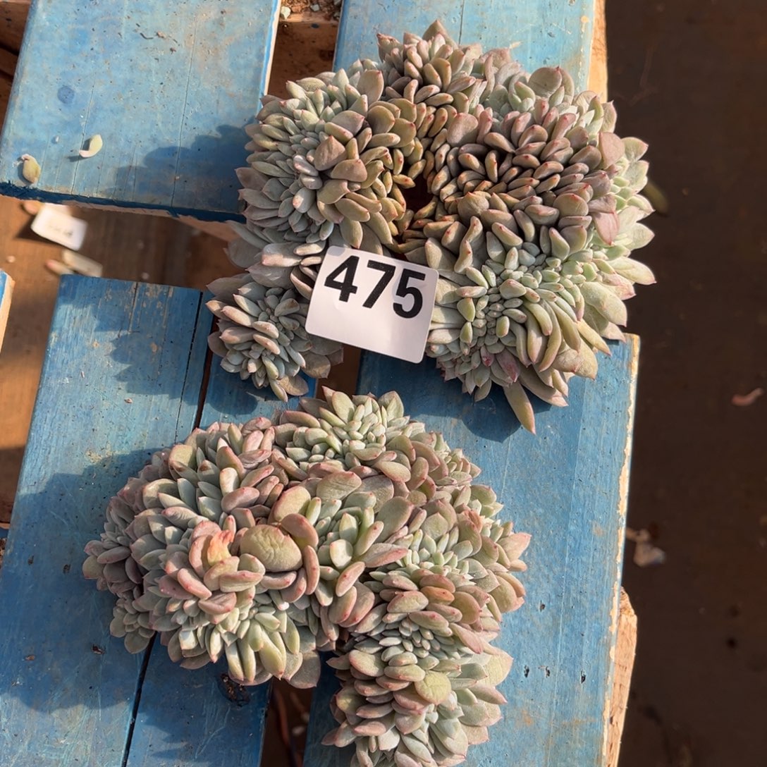  475号新疆西藏内蒙古不包邮  不售后不退不换