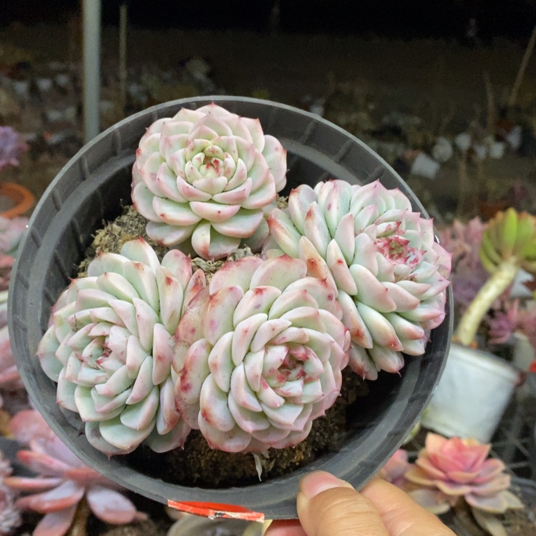 天鹅绒四头起发老桩