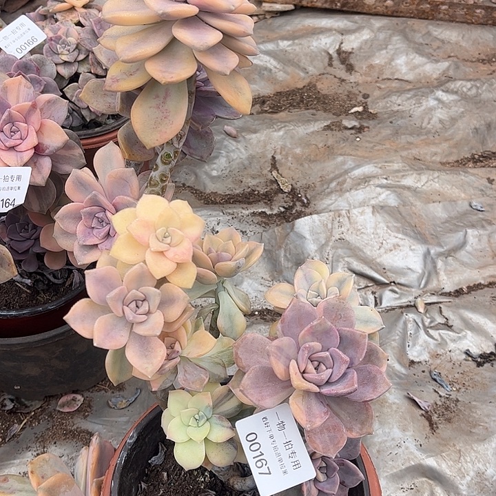 紫乐锦群，一物一拍