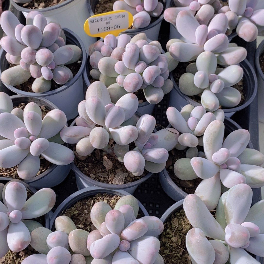 1128-05-精品韩版老桩米可奶酪双头一个