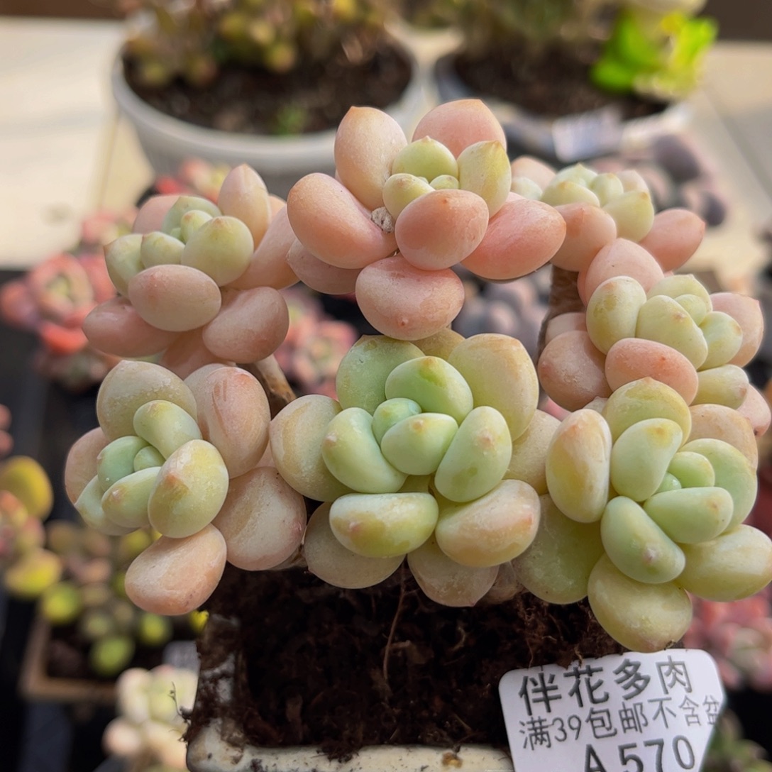 570/9cm香水洛神多肉植物
