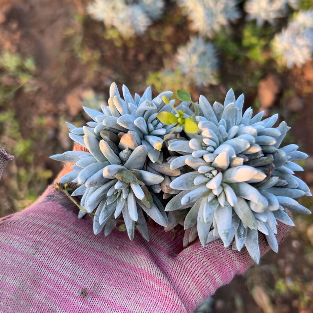 父母植物中中央音乐学院