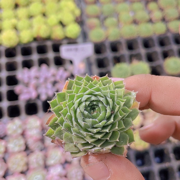 长生草【满10颗包邮】