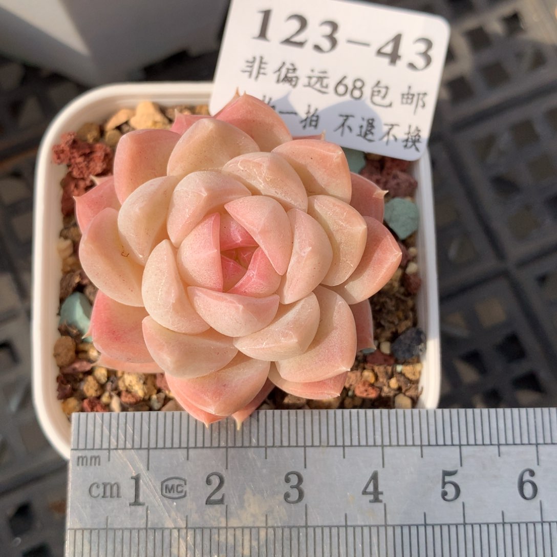 43。白桃汽水。满六八包邮。