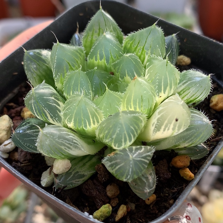 冰魄玉露锦带盆土发货