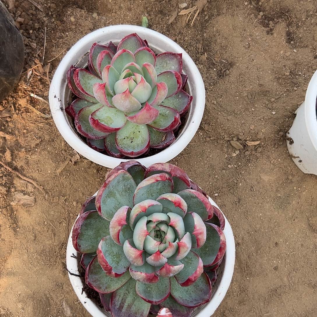 ****。多肉植物两颗惊鸿