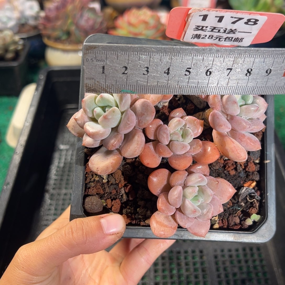 表妹精品多肉植物1178.