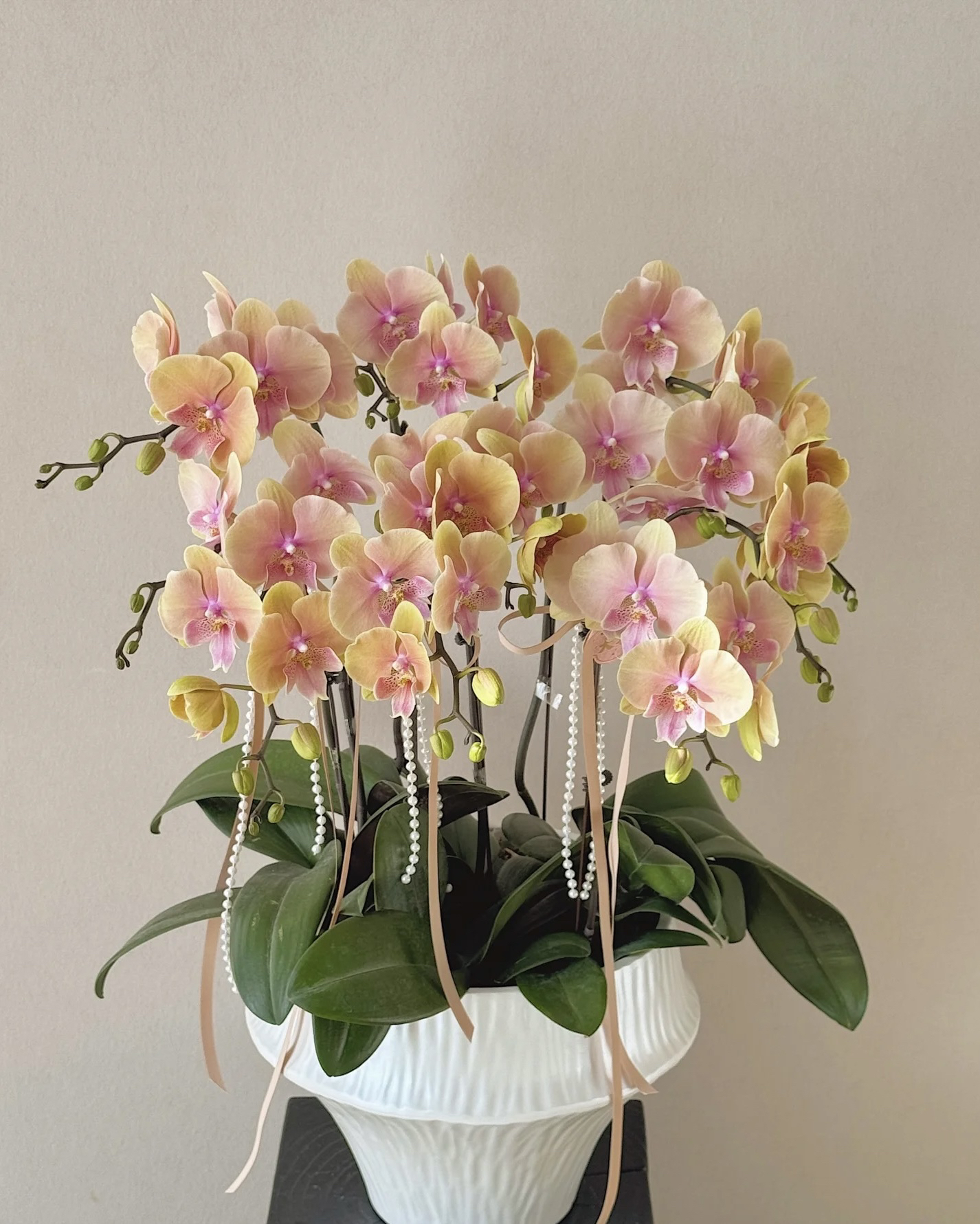 精品【七彩蜜桃】蝴蝶兰带花大舌头室内盆栽