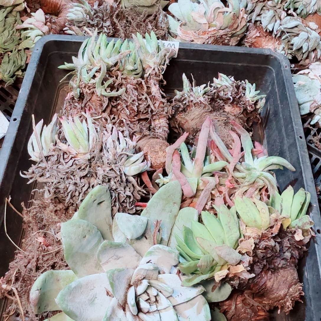 1769瑕疵框拍不售后