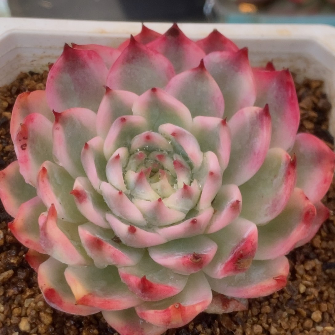 177锦锦锦锦锦锦锦