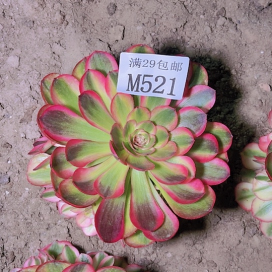 521荔枝多肉植物