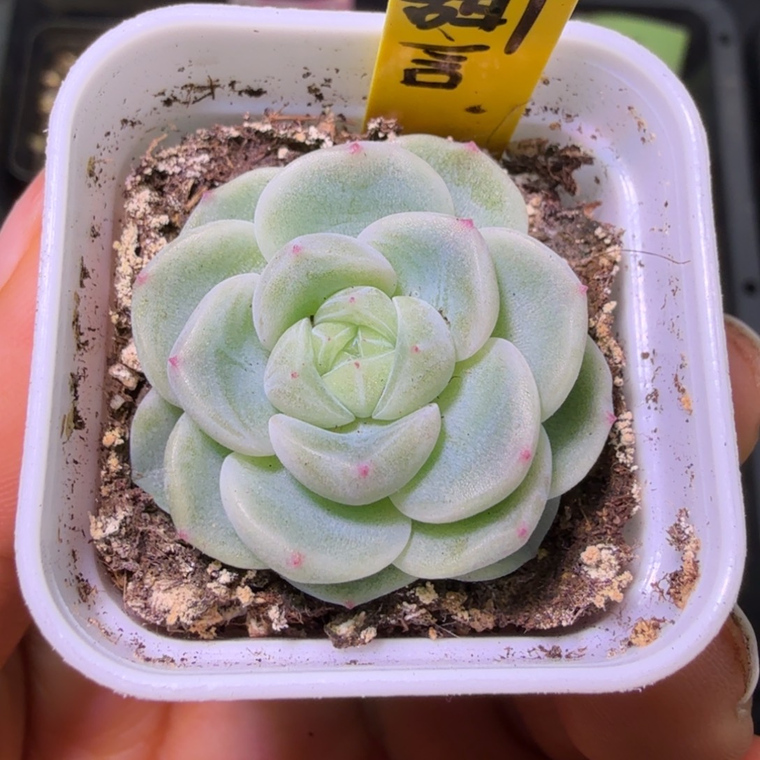 甜言财富单头一物一拍