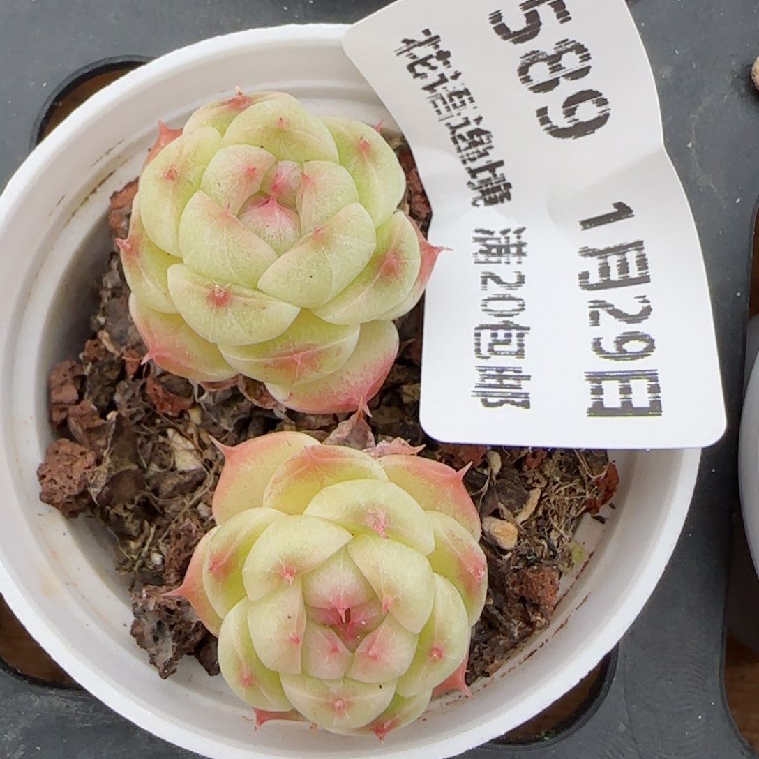 花语逸镜0129-589