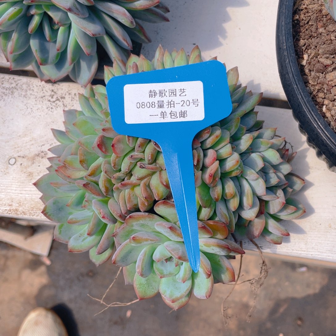 0808-20-海盗缀化一颗