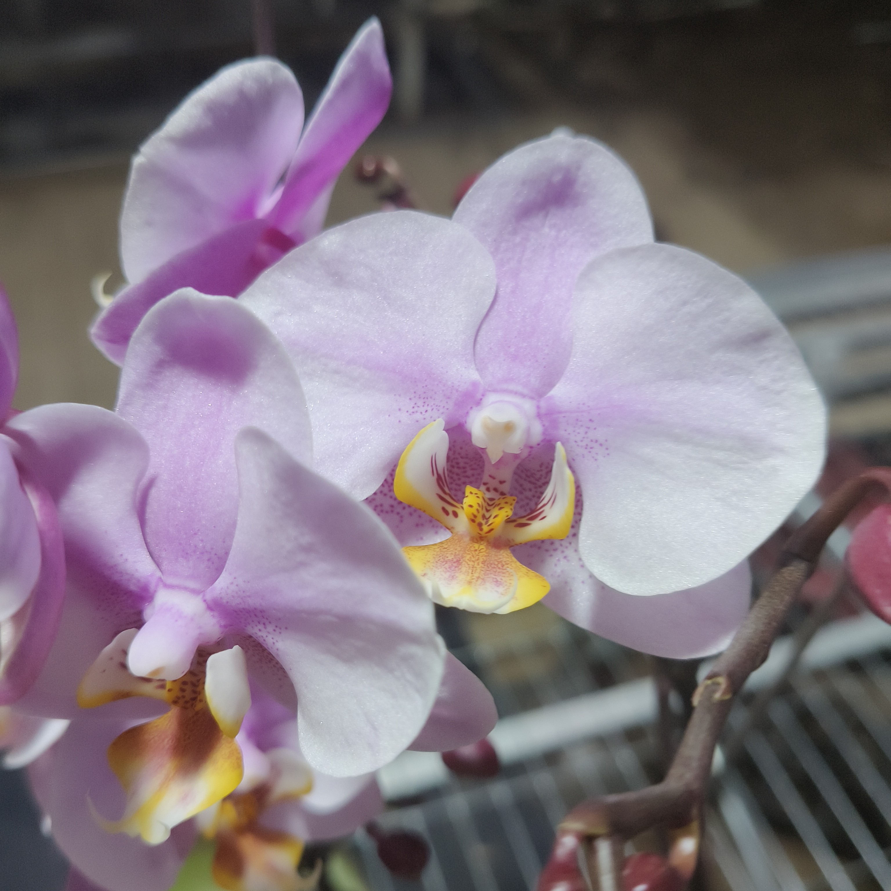 福喜【罗斯基勒】3.5硬杯椰壳  带花带花苞 带侧枝蝴蝶兰