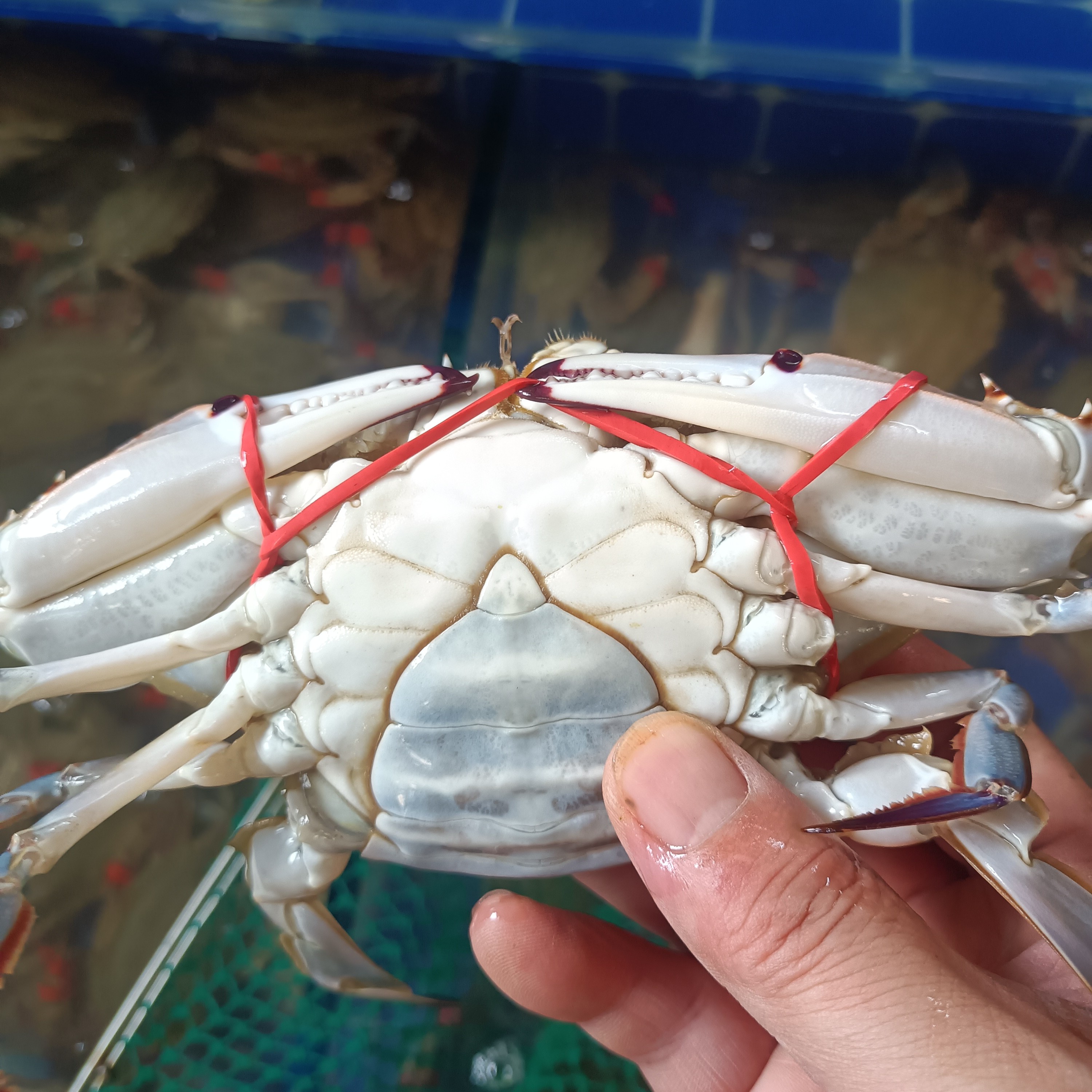 鲜活的本地小飞蟹4斤（保鲜不保活）