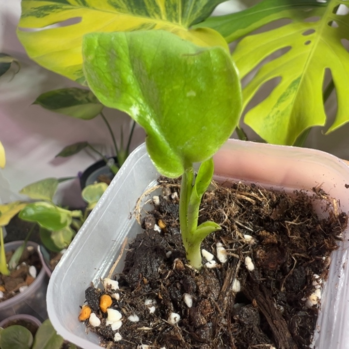 军***完全开放龟背竹种子苗