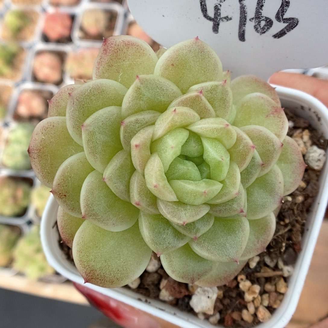 油透麦秆群生4763号