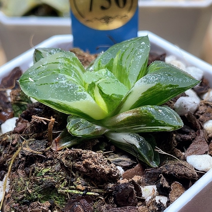 750完美冰城锦一物