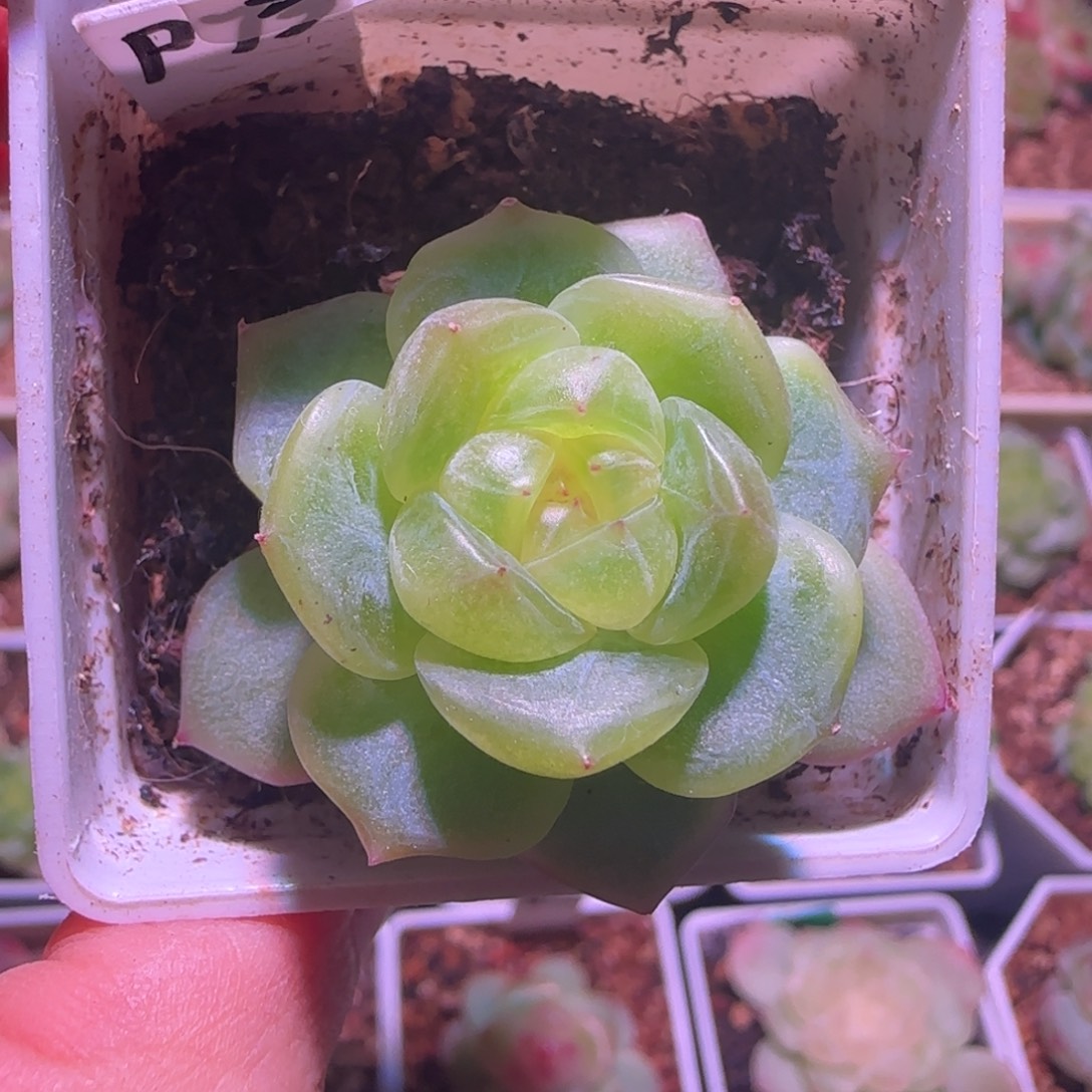 3-10福利甜心P73单头