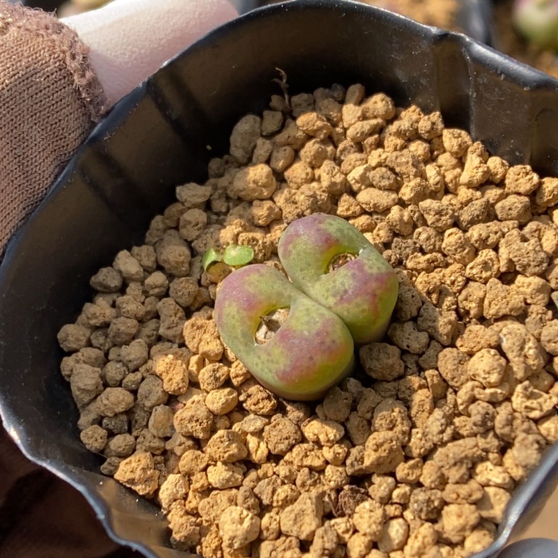 多肉植物肉锥杂交K-142