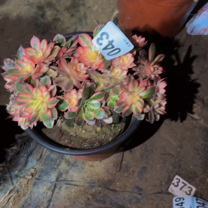 043黑膜锦多肉植物不售后砍头