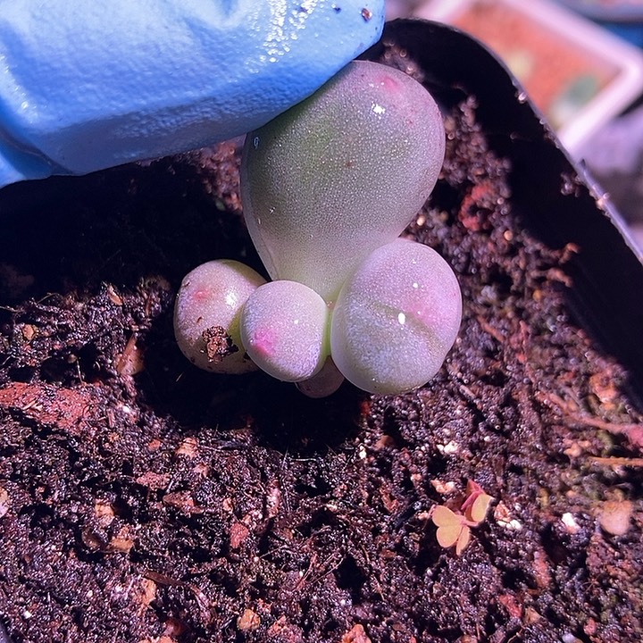 米可奶酪锦多肉植物
