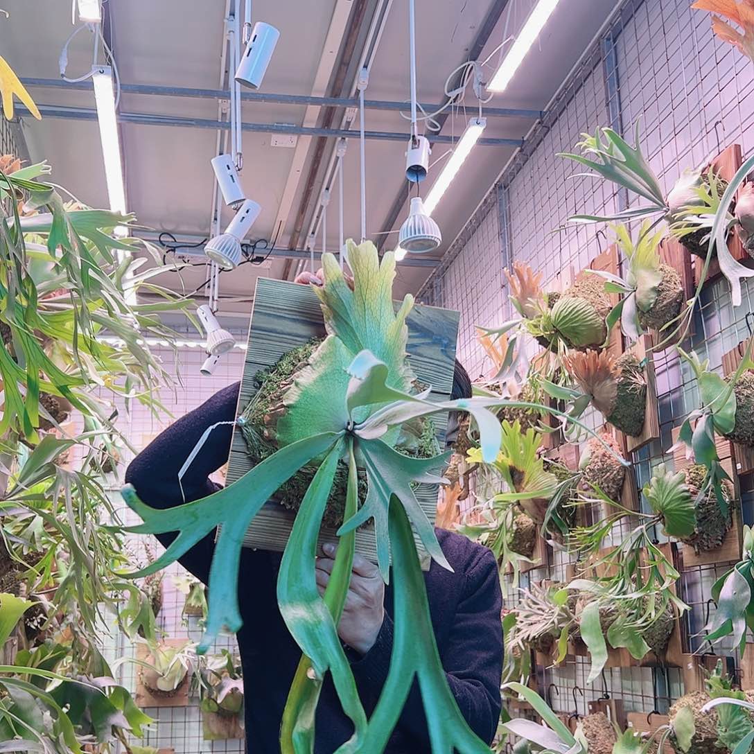 无花朵DoubleA。  a7 