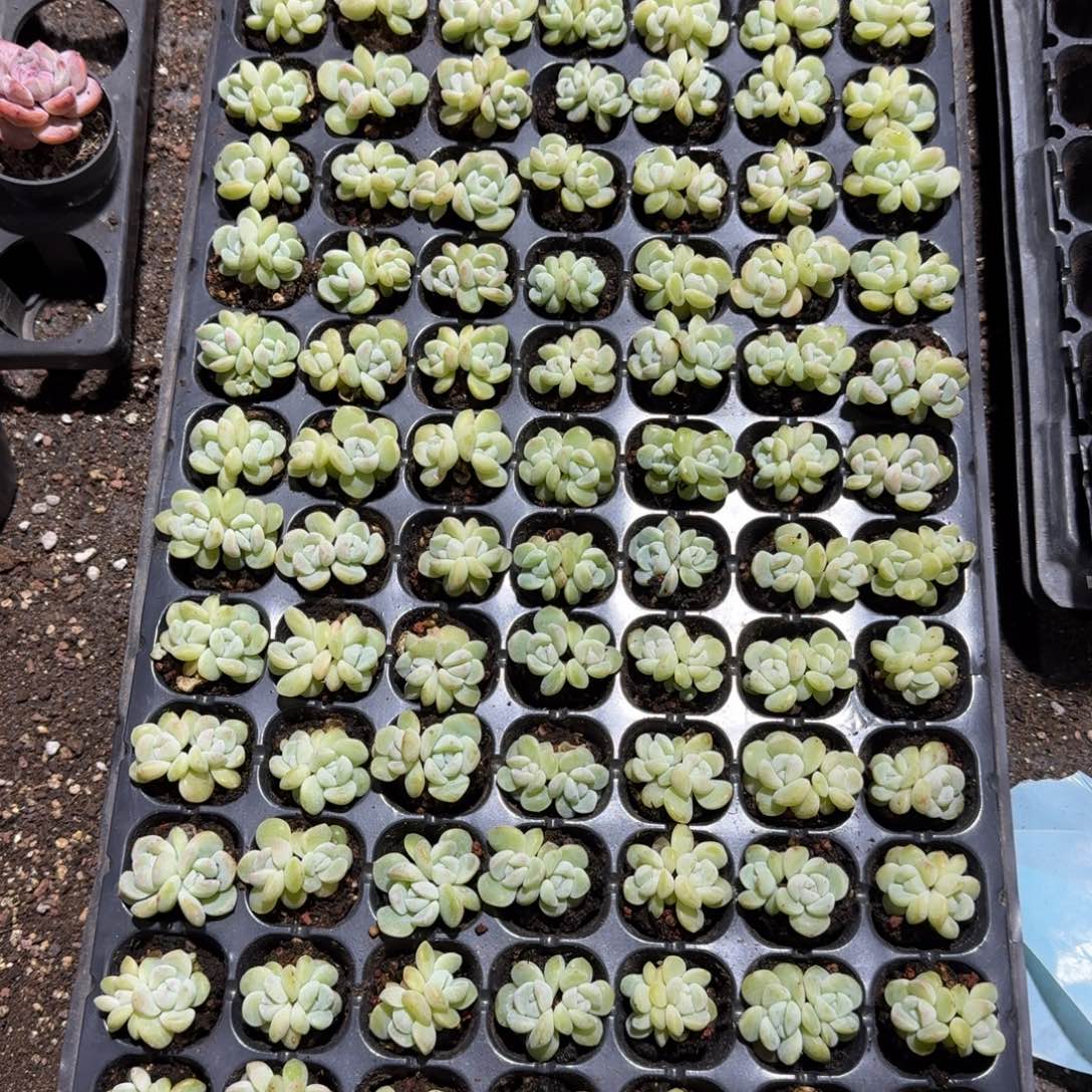 名字一物一拍专拍