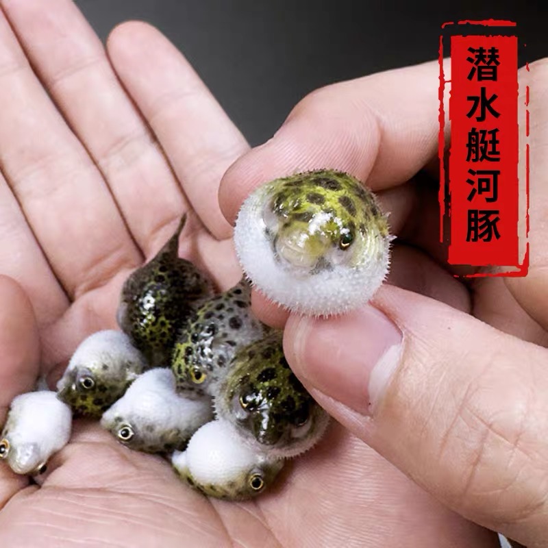 网红淡水好养活会鼓肚子的金娃娃河豚观赏鱼呆萌可爱活体观赏鱼