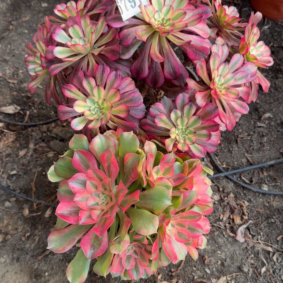 法师两颗6797 19-28