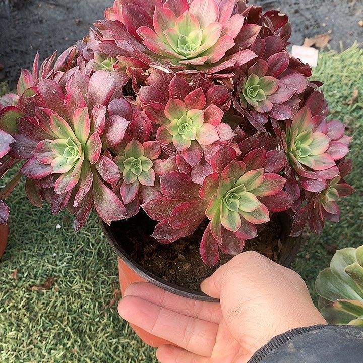 785安娜多肉植物