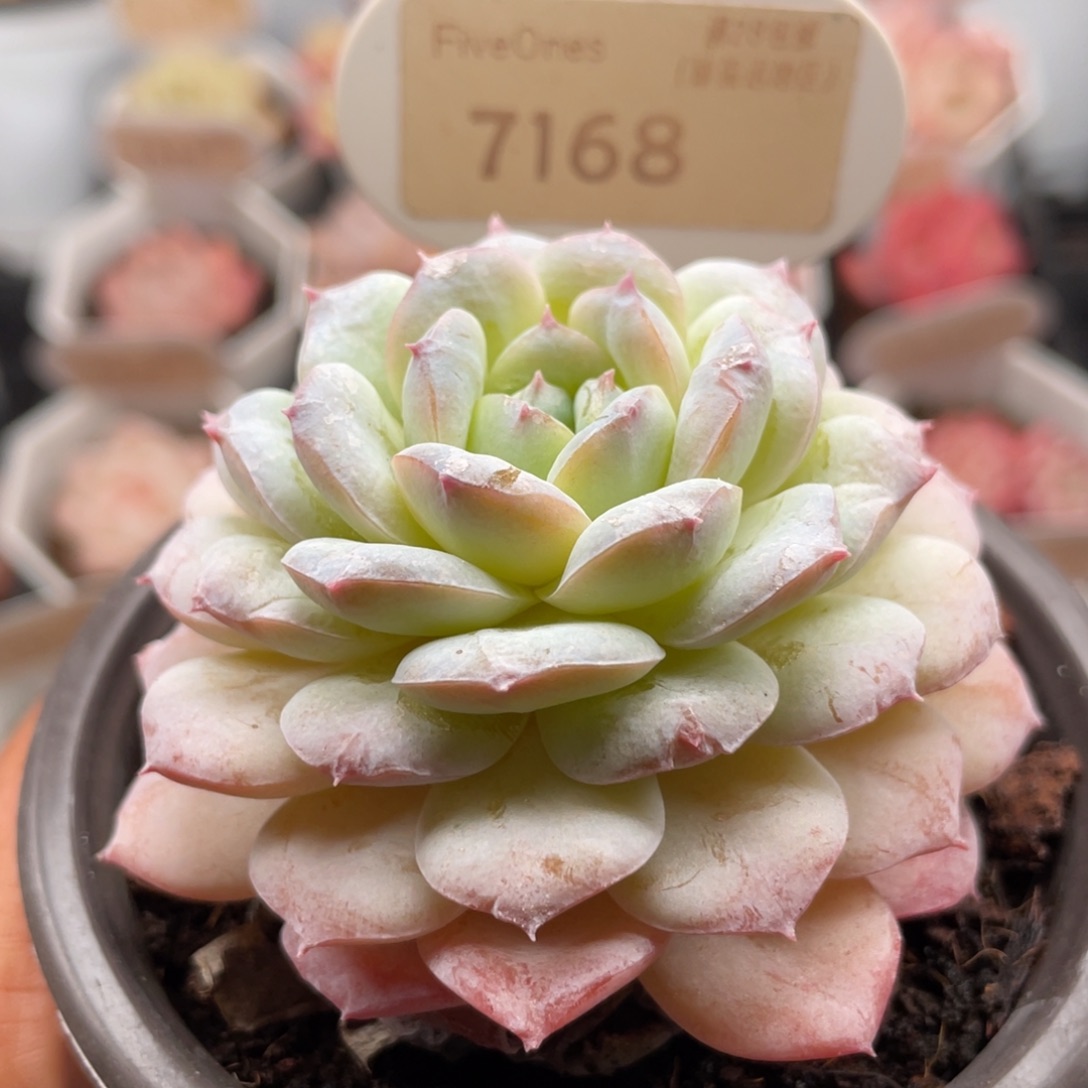 醉冰7168-6.5厘米