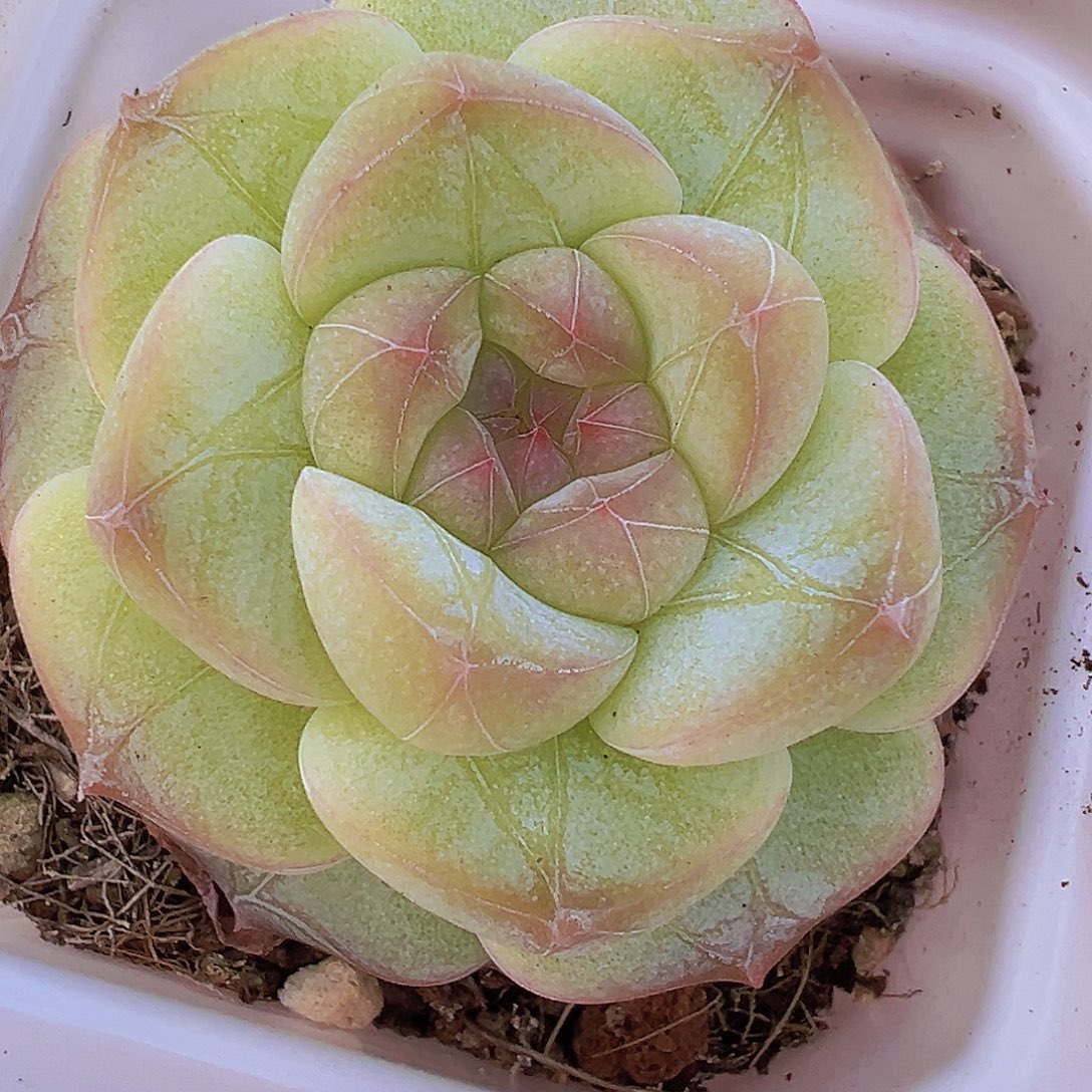 单头纹星珍妮19包邮