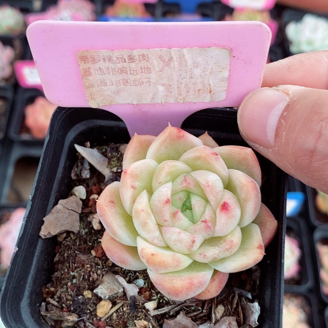 福利5-6cm多肉植物