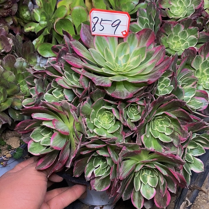 万花筒老桩捧花859号