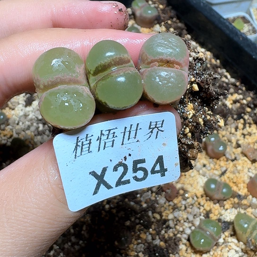 254盒多肉植物哇cv