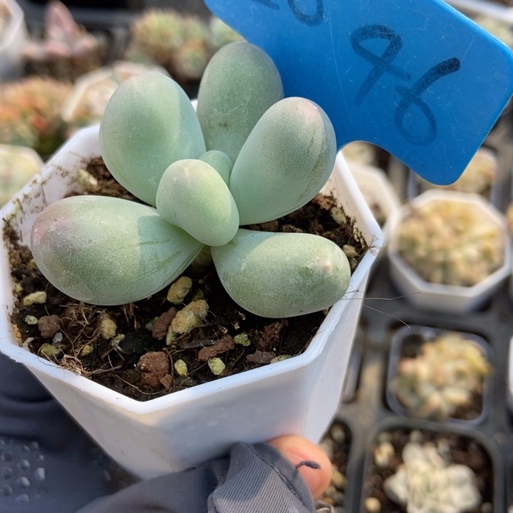 2046米可奶多肉植物保护