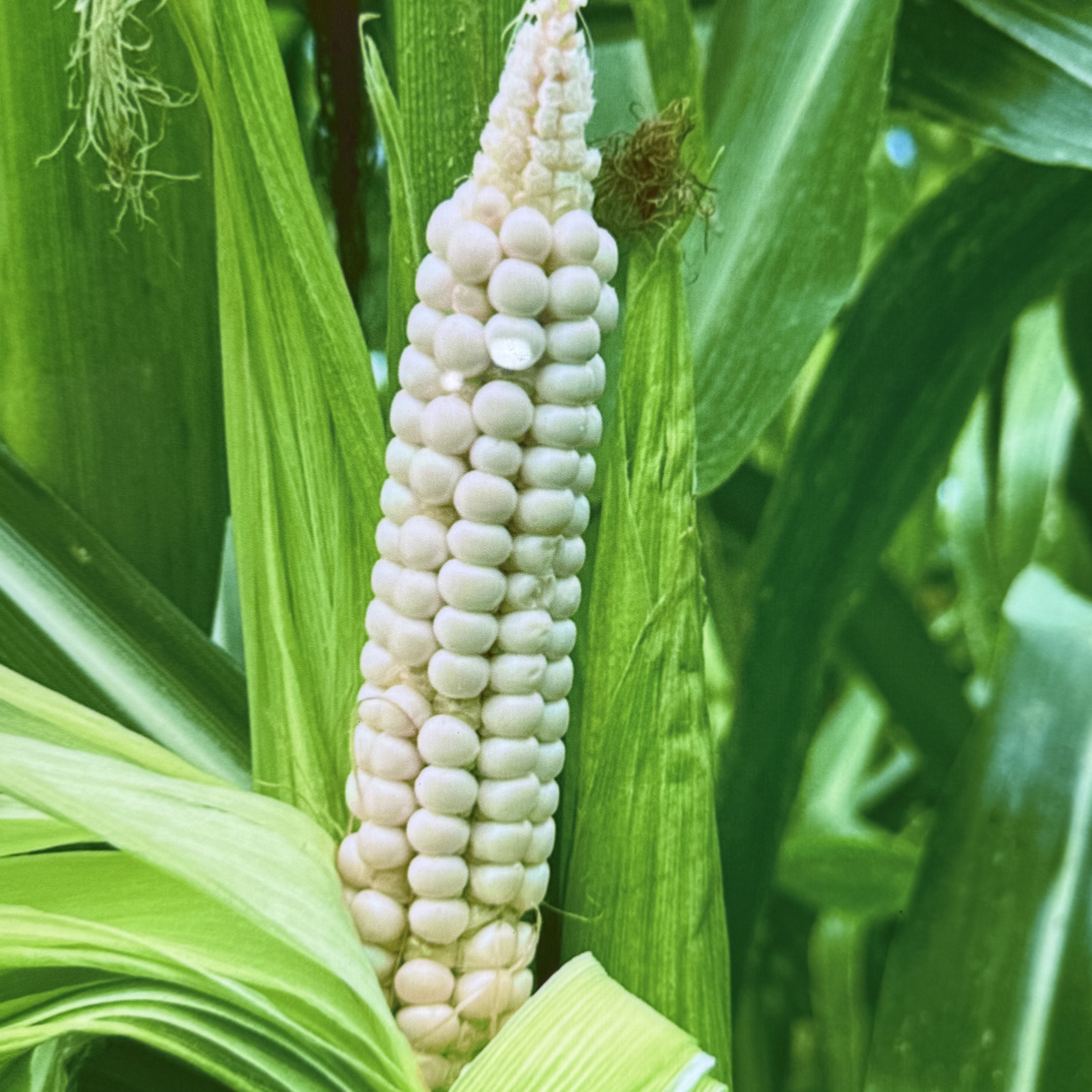 云南西双版纳拇指玉米香甜软糯，大小不均。