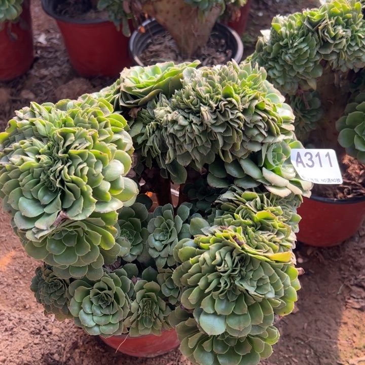 绿缀多肉植物311.